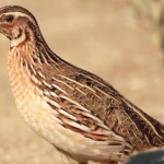 2017-08-21-070705QUAILS