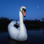 swan