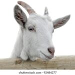 white-goat-260nw-92484277